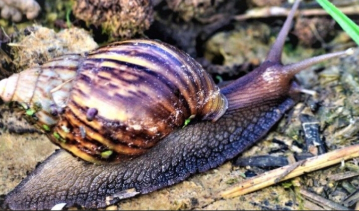 Giant African Snail