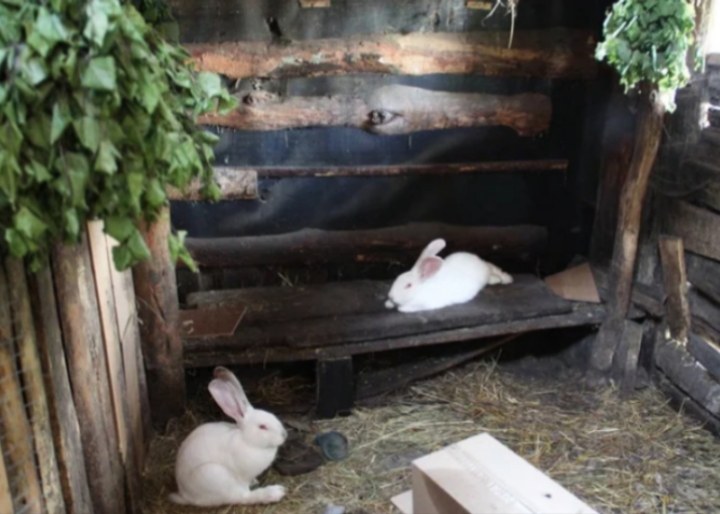 Barn housing for Rabbits