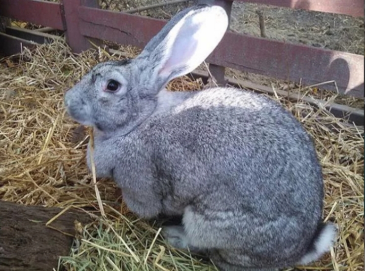 Chinchilla Rabbit