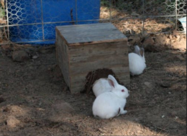 Colony or Floor pens for Rabbits