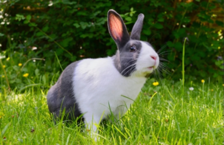 Dutch Rabbit