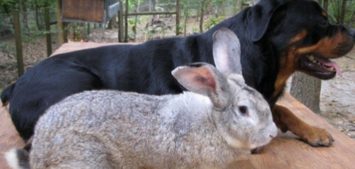 Flemish Giant Rabbit