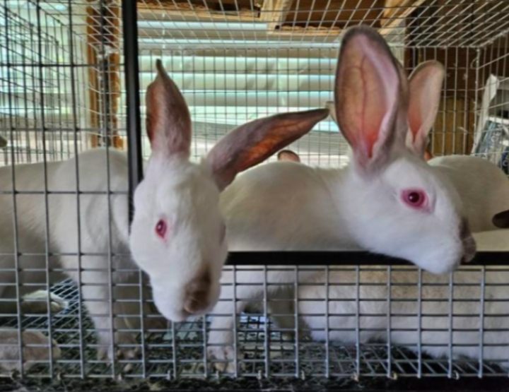 Hyla Rabbits