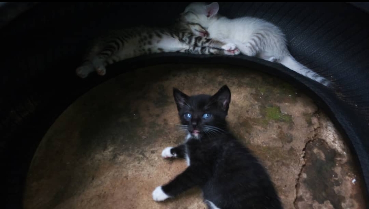 Black, white and brown kittens