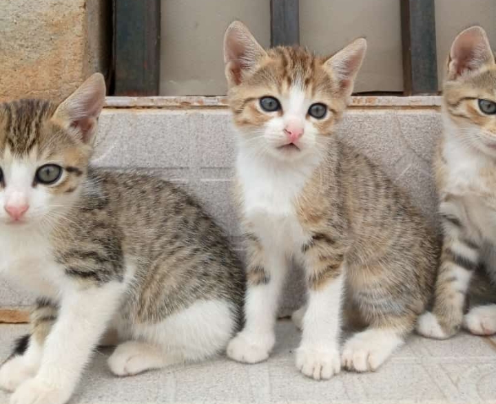 Mongrel kittens
