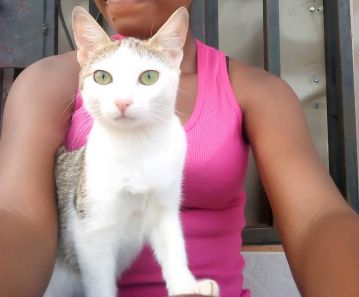 Nigerian Mongrel Cat