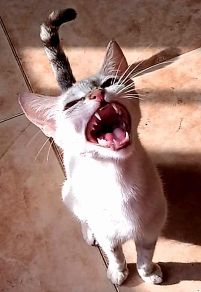 Cat meowing loudly