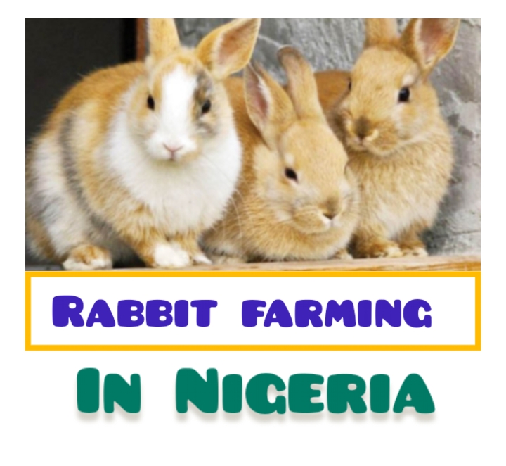 Rabbit farming in Nigeria or Africa
