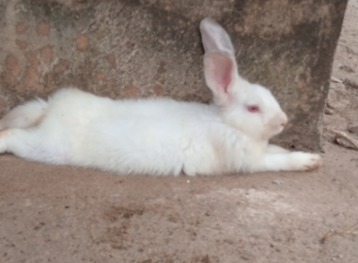 Rabbit farming in Nigeria.
