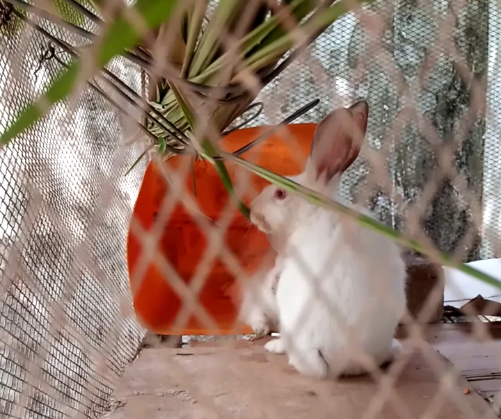 Rabbits in Nigeria
