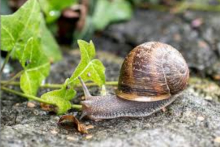 garden snail (Helix aspersa)