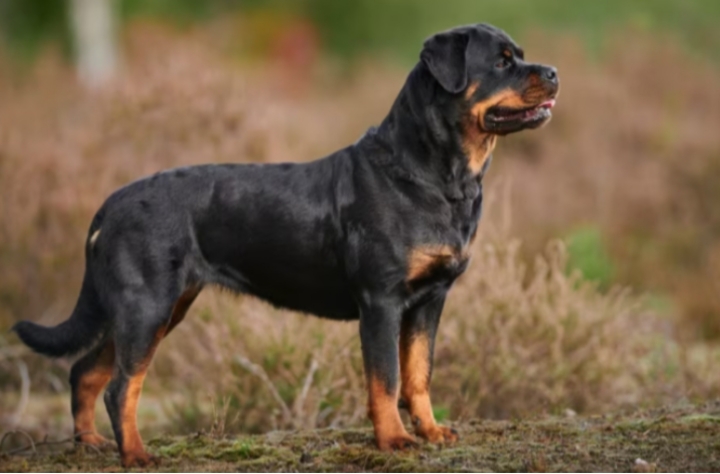 Rottweiler Dog