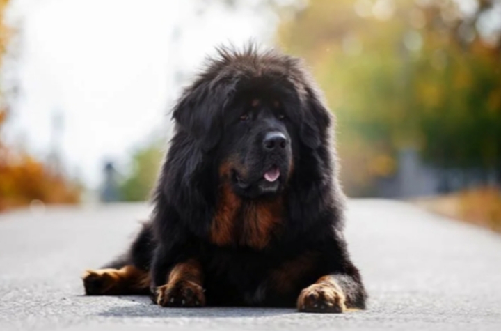 Tibetan Mastiff
